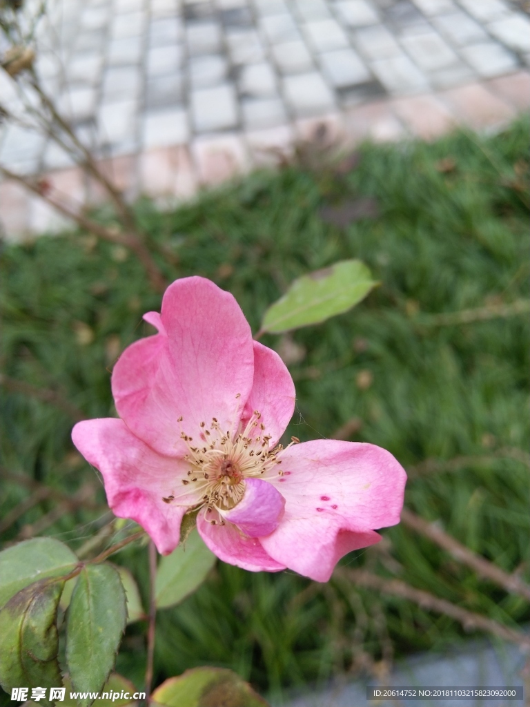 盛开的美丽花朵