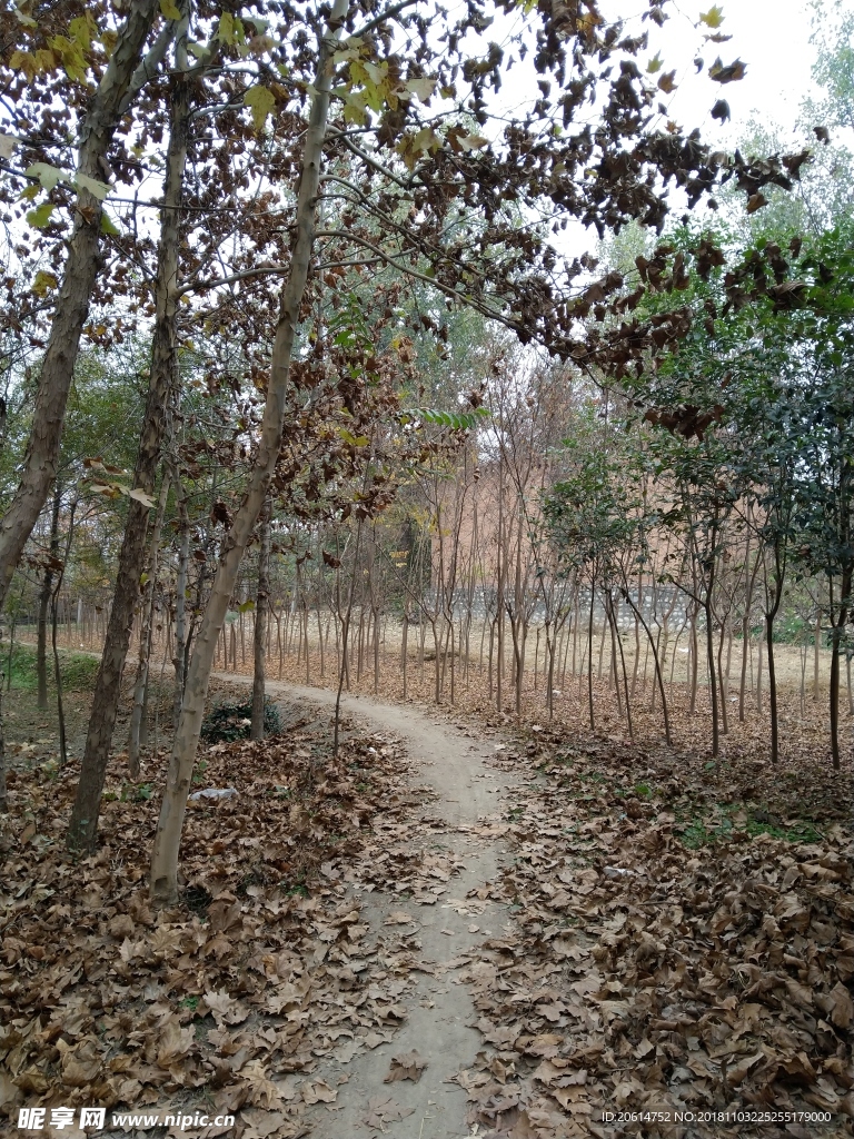 深秋时节的乡间小路