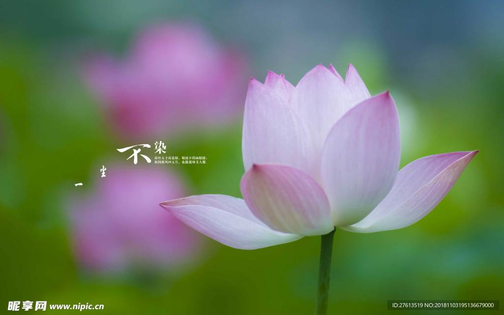 一尘不染的荷花图片