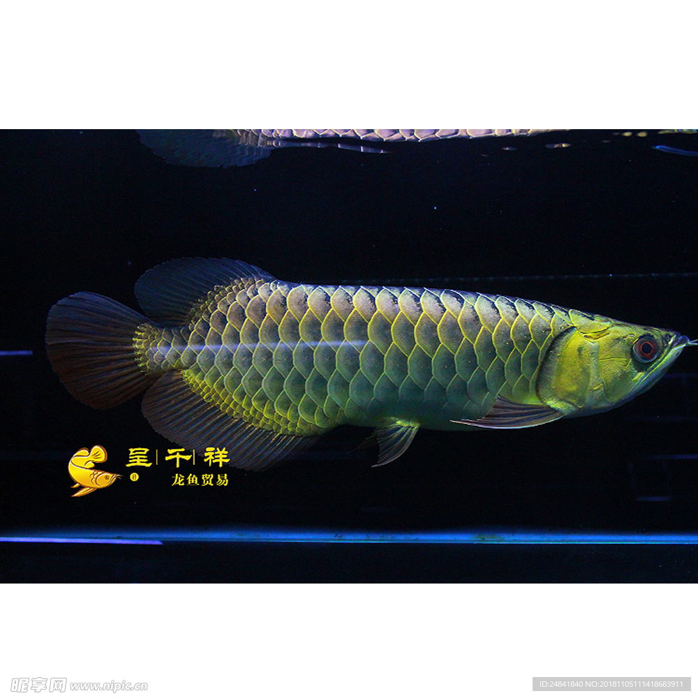 呈千祥龙鱼贸易 马来西亚金龙