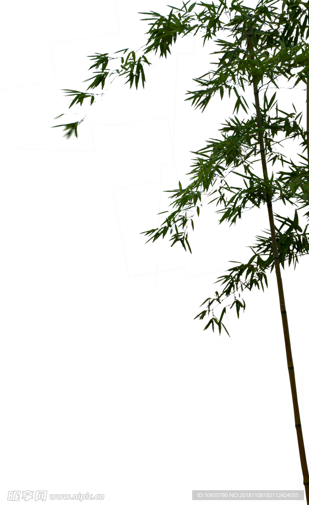 竹子 树叶 绿色 植物 叶子