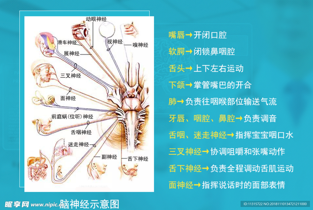 脑神经示意图