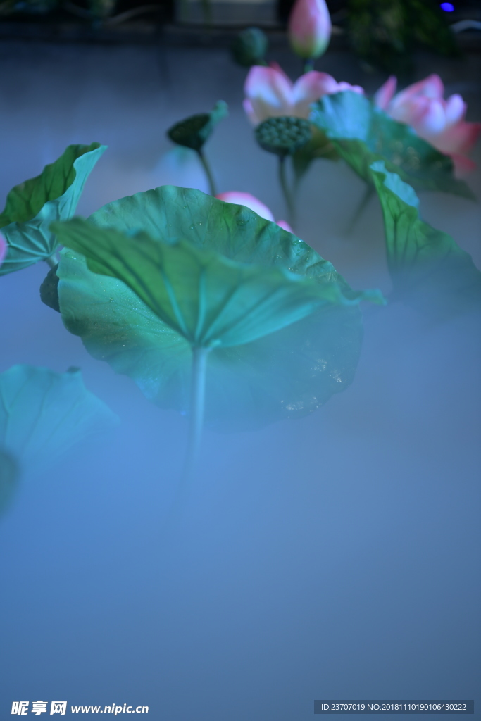 莲花池室内摄影