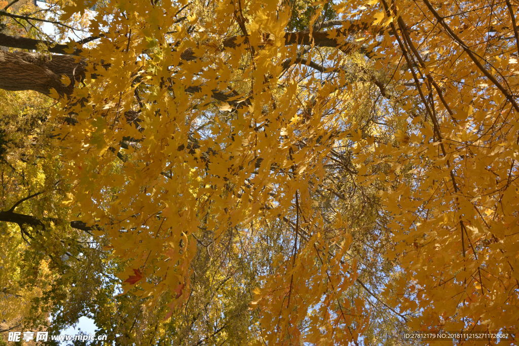 秋天的树 黄叶树 黄叶满地 国