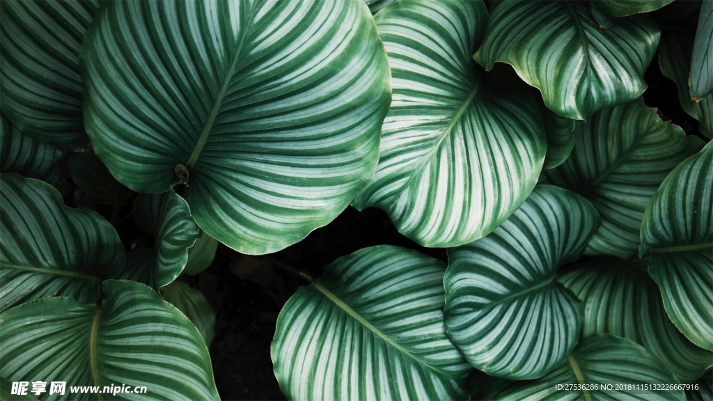 养眼绿色植物背景图片