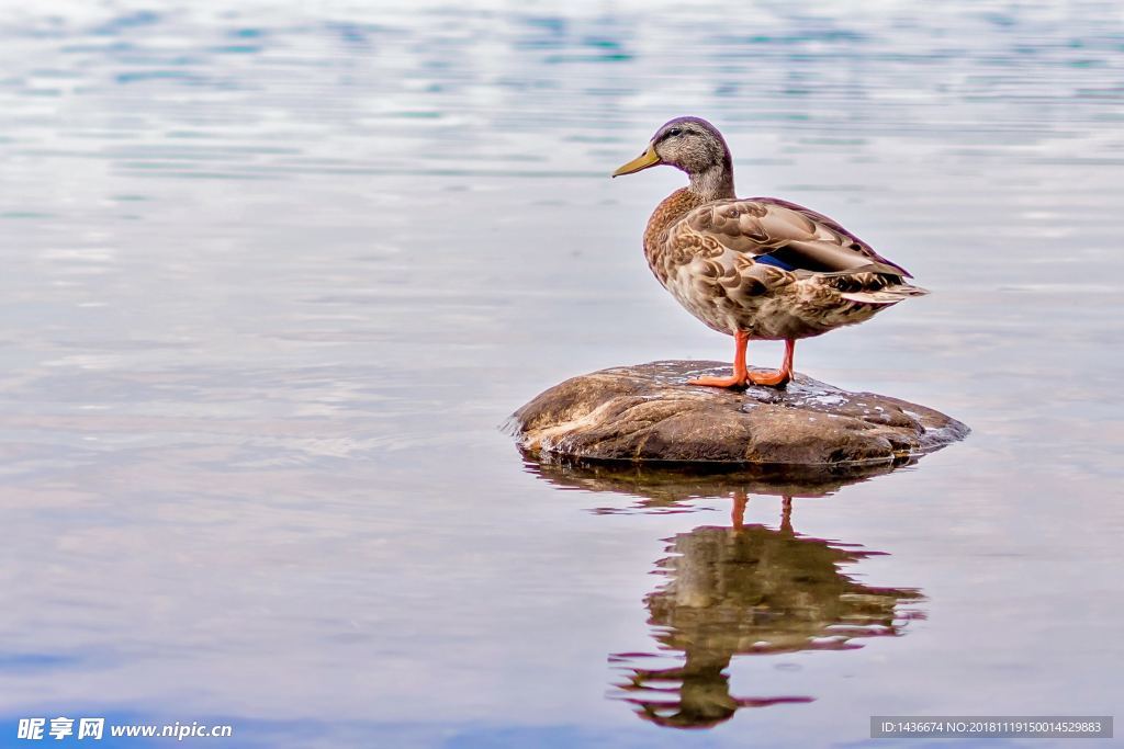 站在石头上的鸭