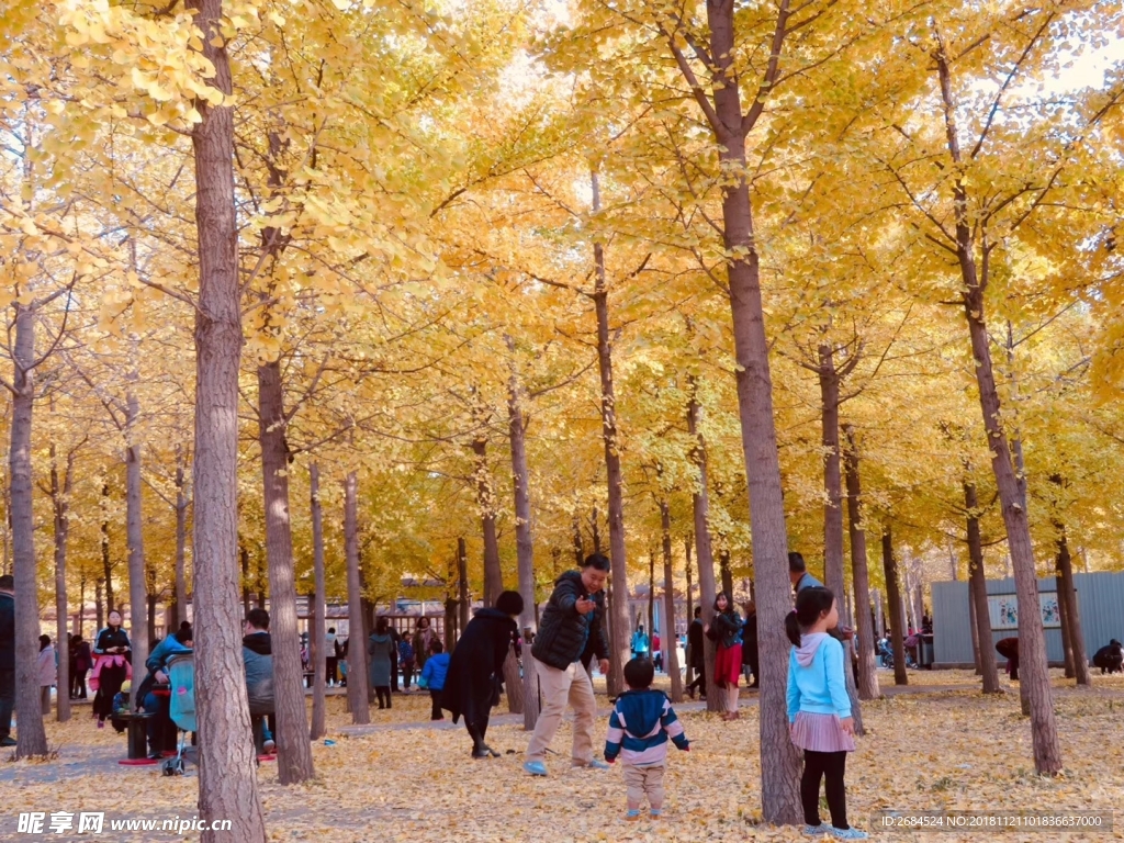 秋天美丽的银杏叶