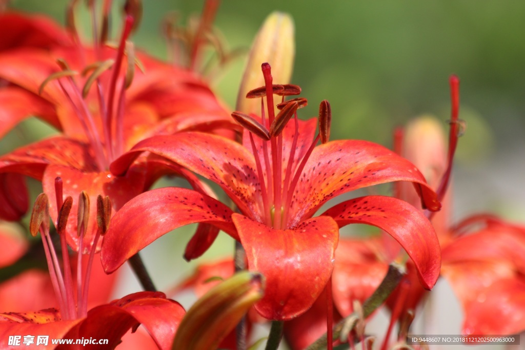 红色百合花近景图片