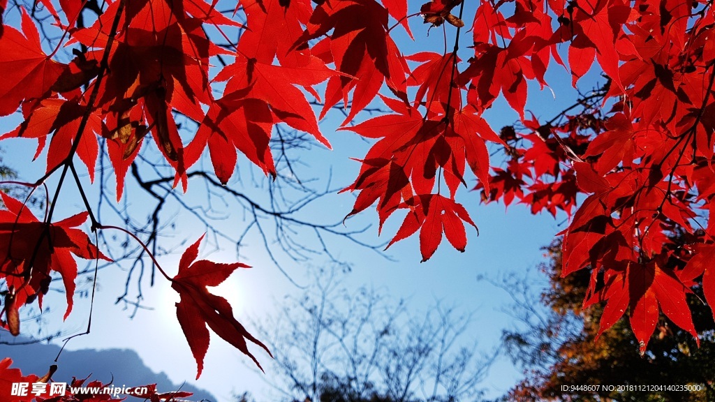火红枫叶摄影图片