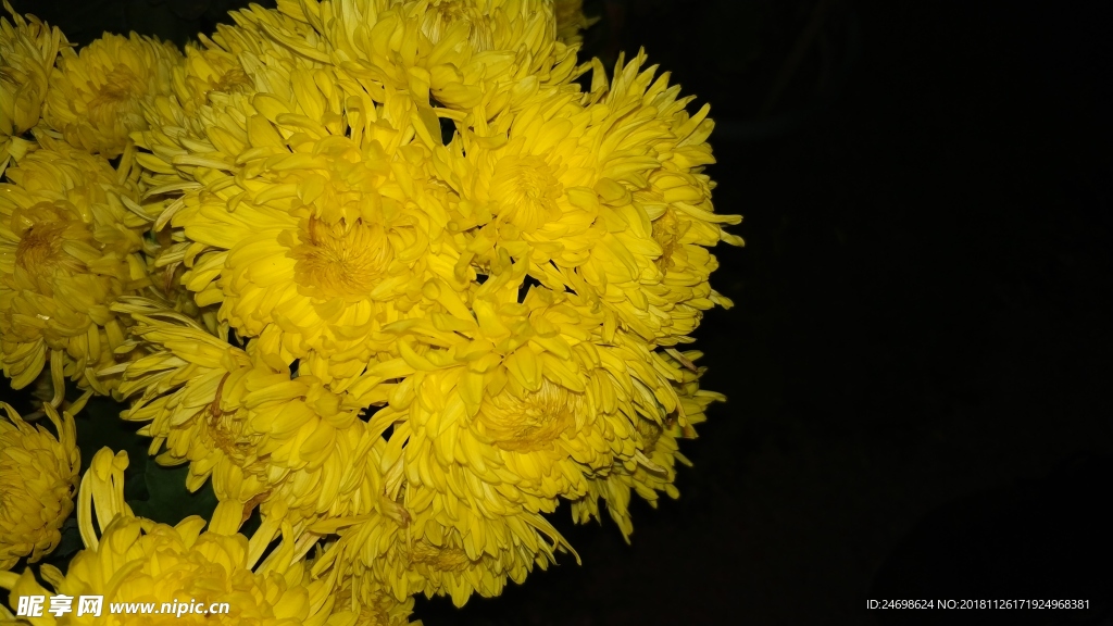 花 菊花 植物 花卉 雏菊 美