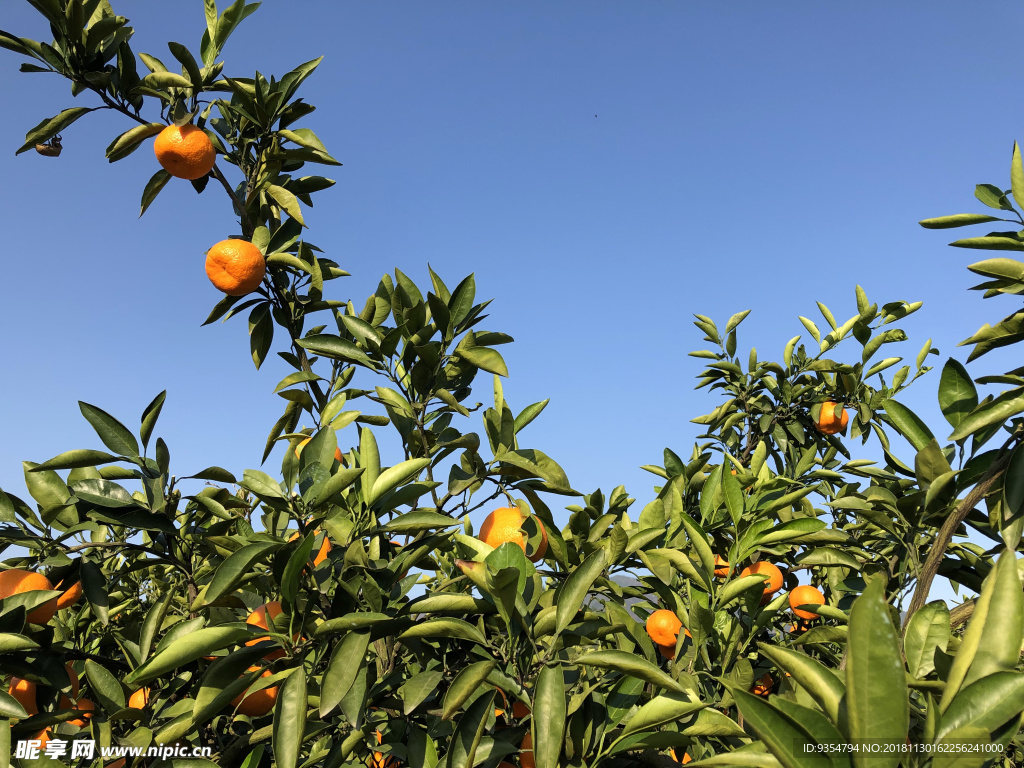 成熟的桔子