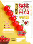 樱桃番茄采摘园