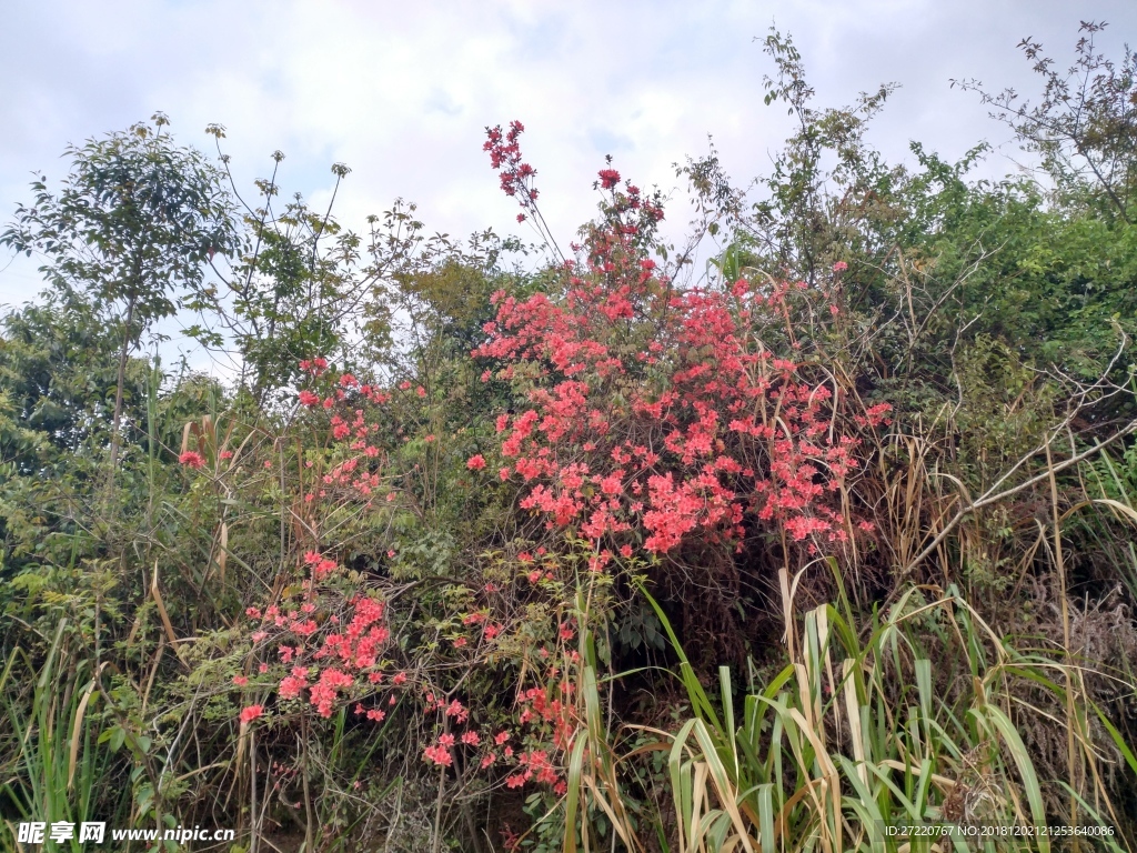 山上的映山红