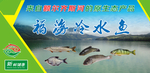 福海冷水鱼