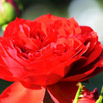 月季 大花月季 玫瑰花 红玫瑰