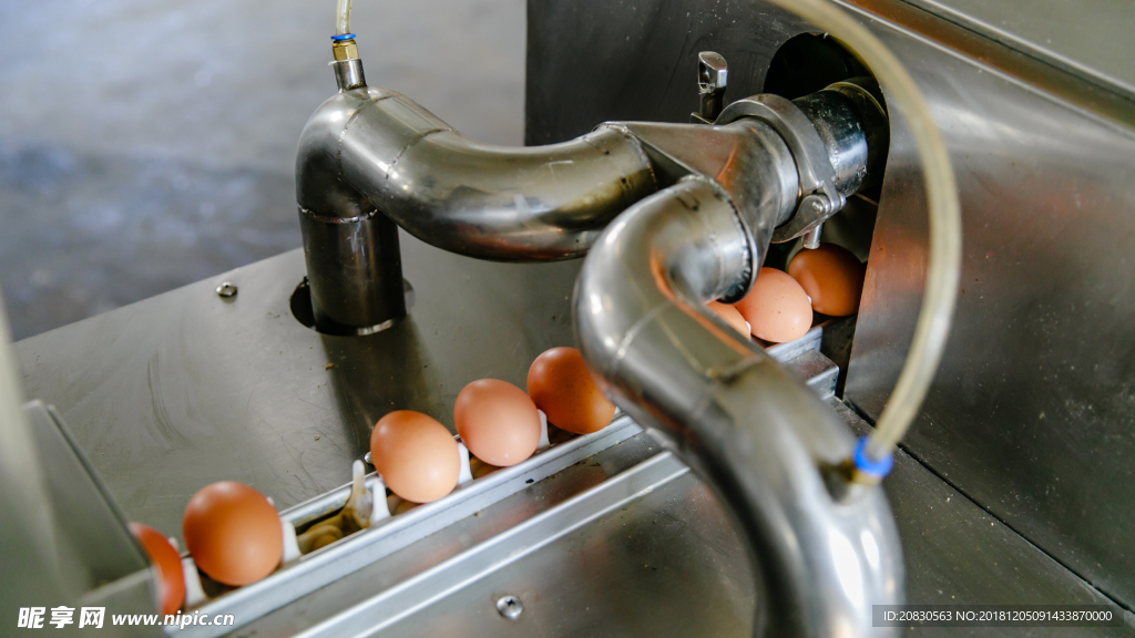 鸡蛋筛选处理机器设备