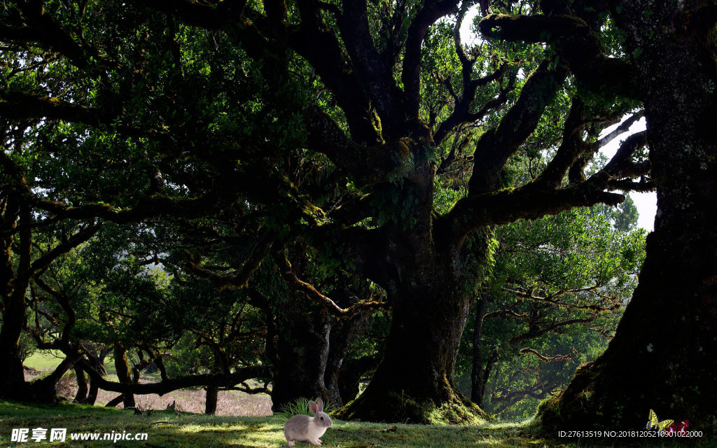 遮天蔽日的古树图片