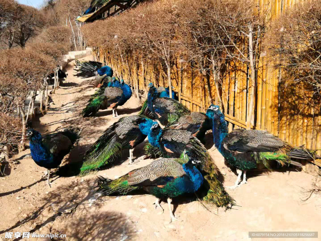 北京八达岭野生动物世界