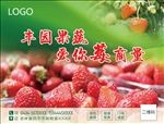草莓宣传单