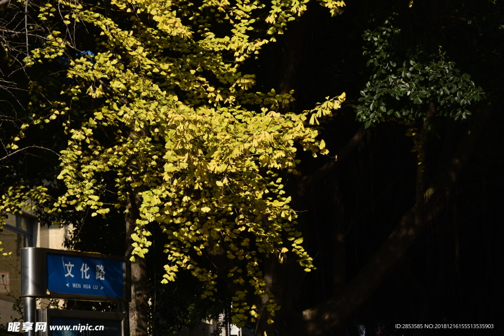 四川12月中旬的银杏