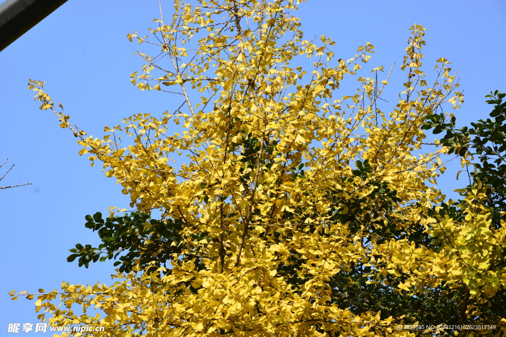 12月16日四川自贡的银杏树