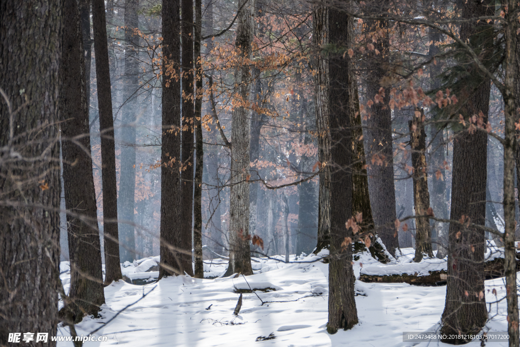 吉林长白山树木森林