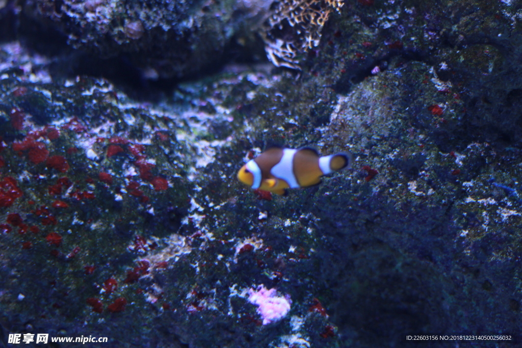 高清海洋动物小丑鱼摄影图