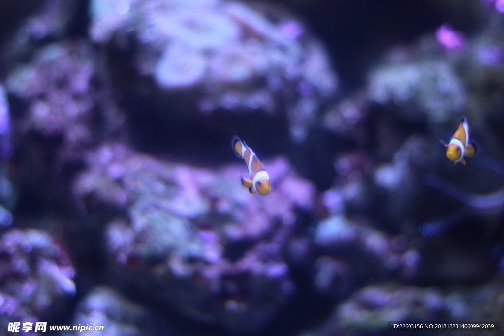 高清海洋动物小丑鱼摄影图