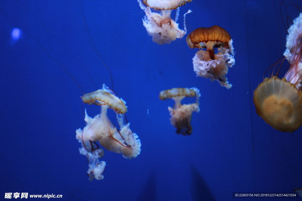 高清海洋动物摄影图