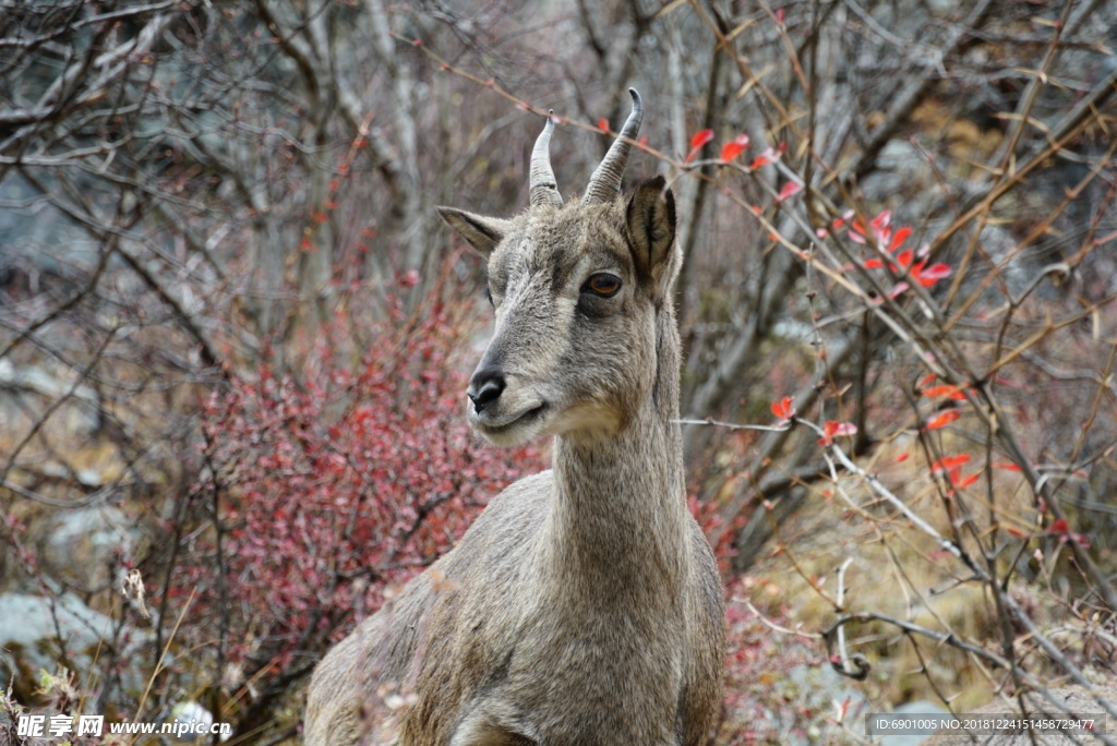 雪山  羚羊