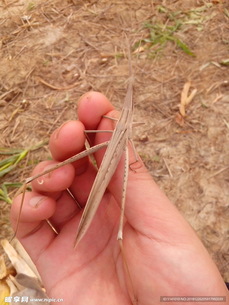 手中的灰色蚂蚱