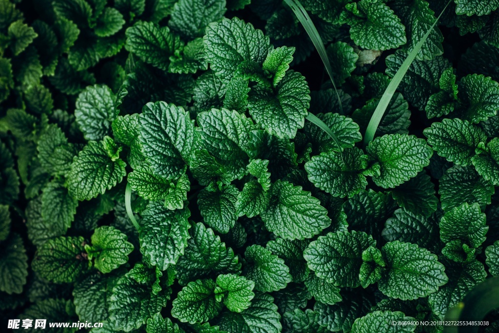 薄荷特写薄荷叶