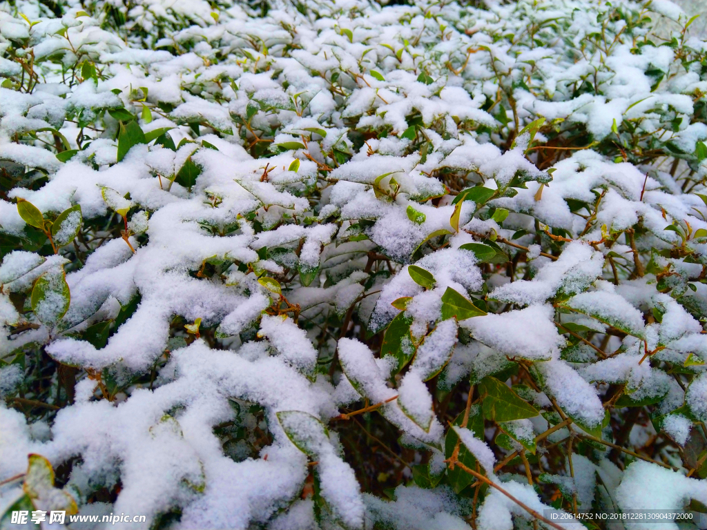 树叶上的积雪