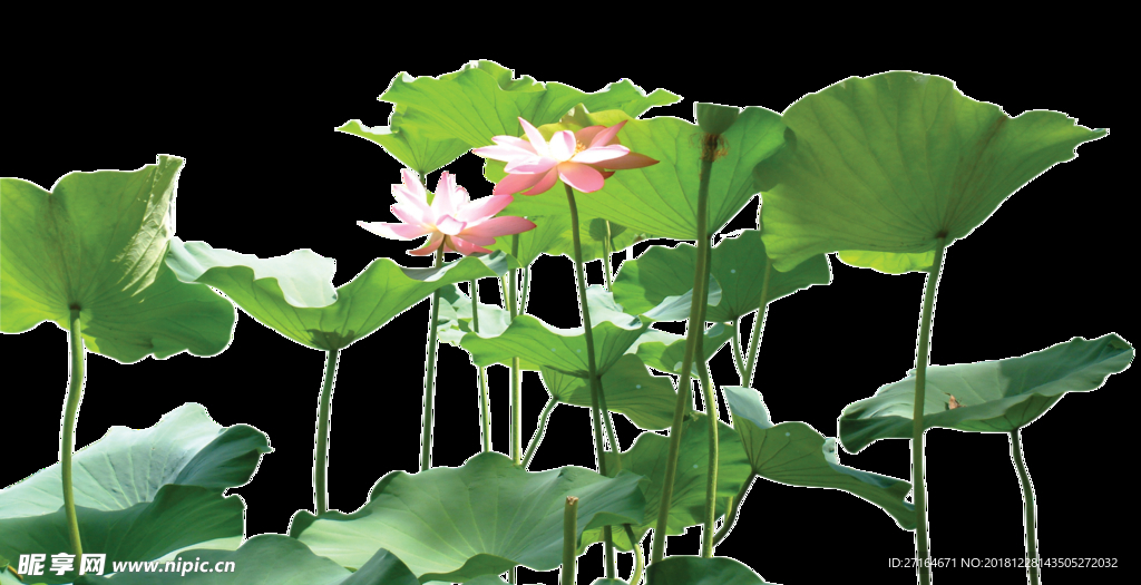 荷花素材  后期素材