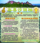 容县沙田柚都峤山简介说明海报