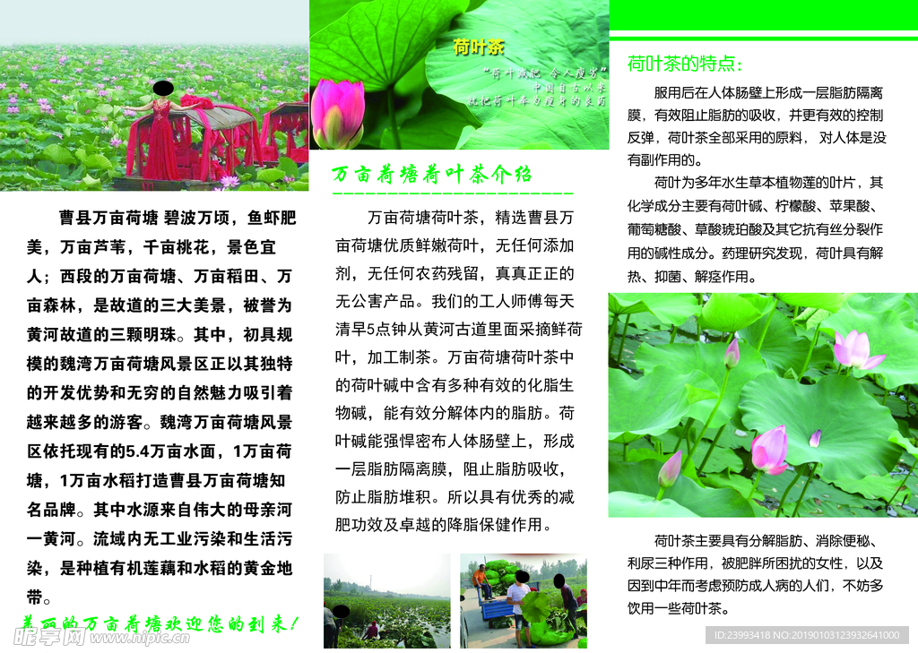 茶叶 荷叶茶 冬瓜茶 三折