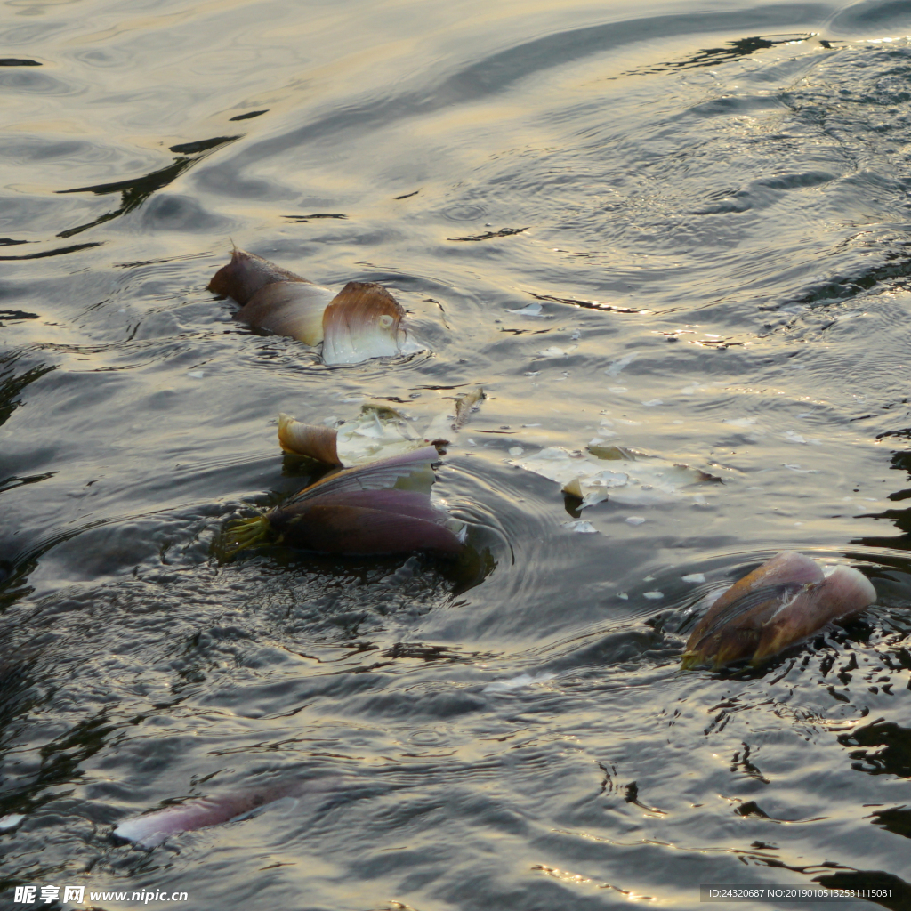 水流中的竹笋壳