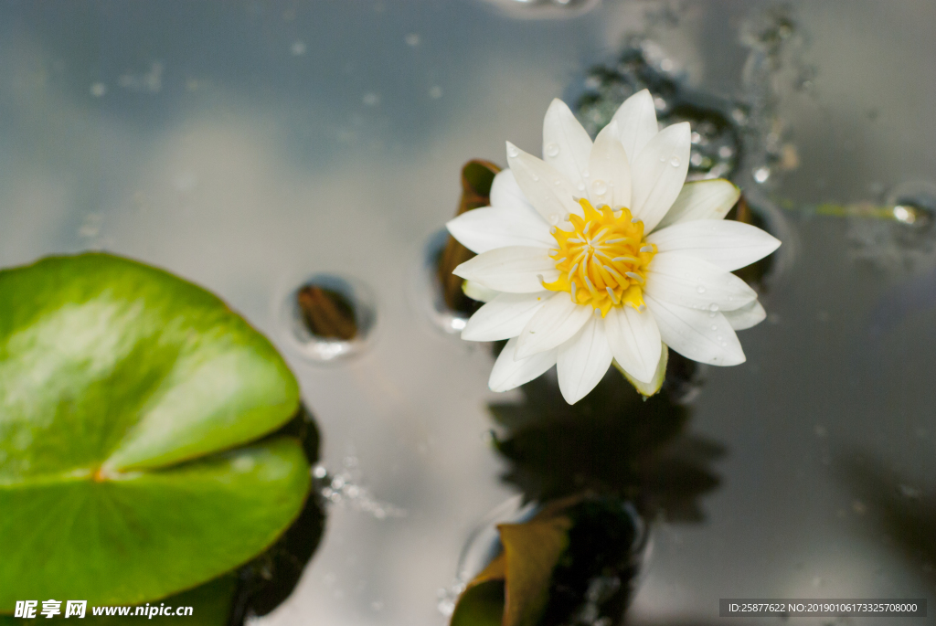 荷花 荷花池 池塘 洪湖公园