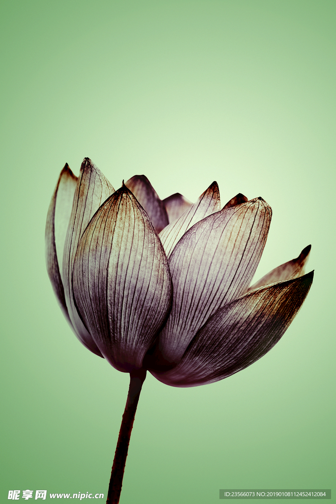 淡色渐变荷花莲花设计