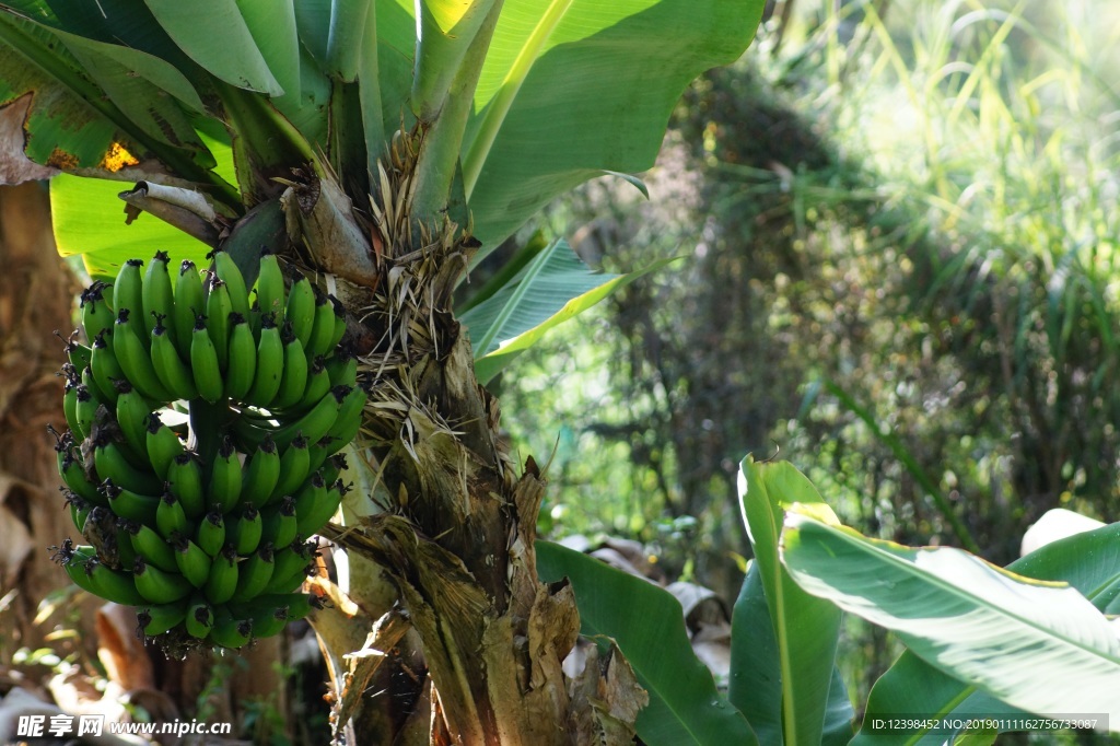 青香蕉