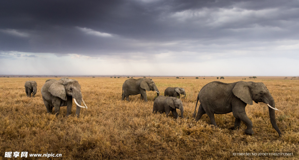非洲 草原 大象 草地 蓝天