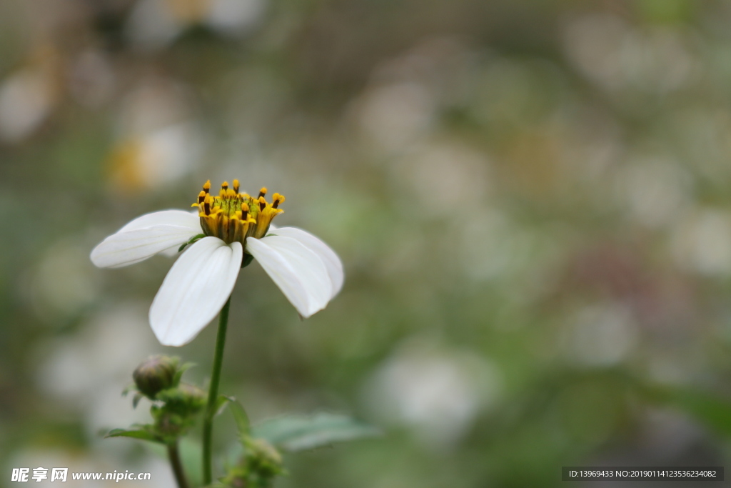 野花  花   花草   白色