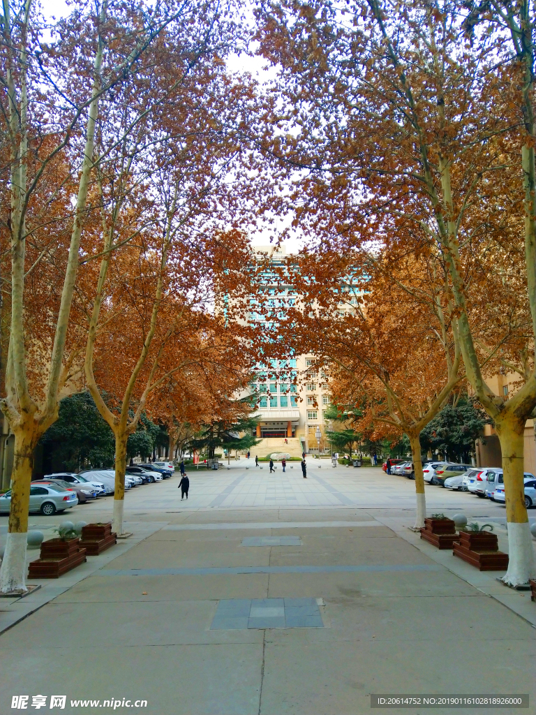 美丽的大学校园