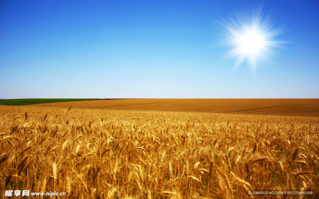 阳光下的麦田图片