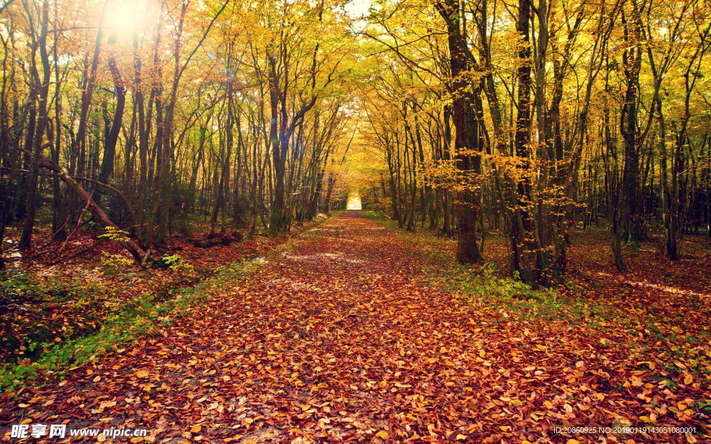 森林里的乡间小道图片