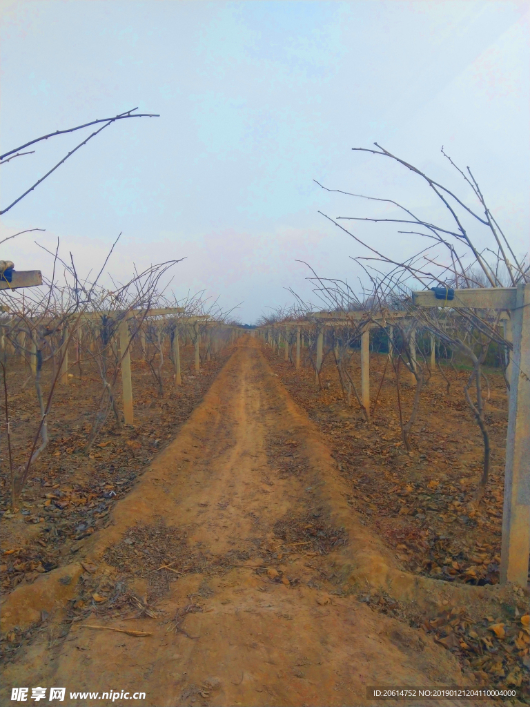 日暮下的乡村风景