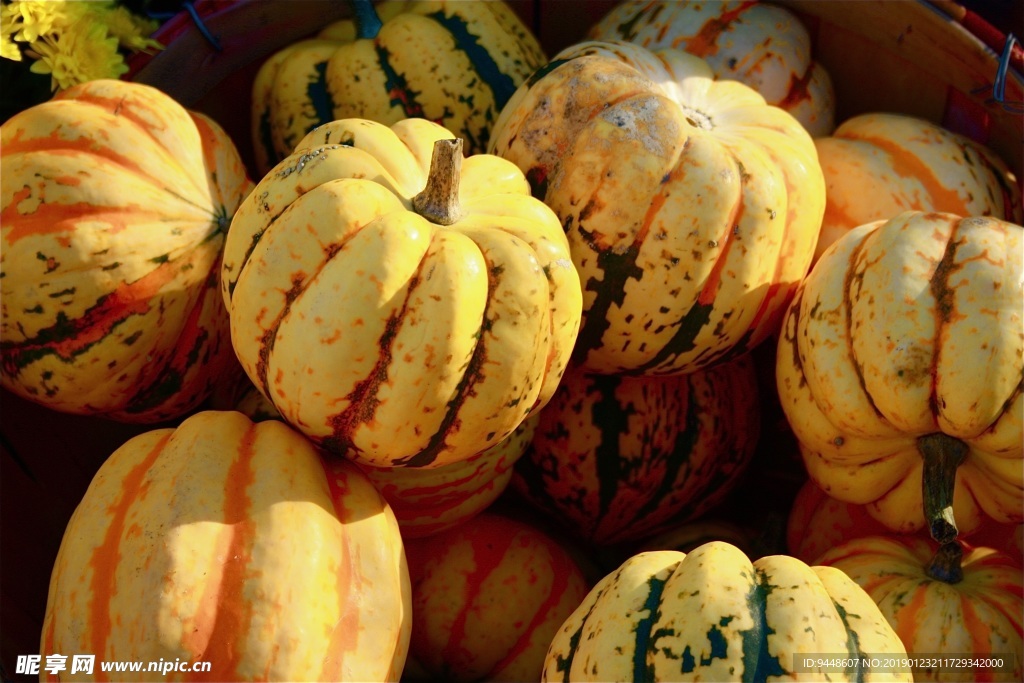 秋天南瓜丰收图片
