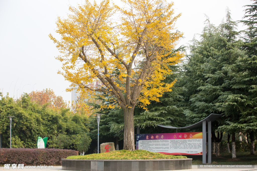 泰兴银杏真美丽