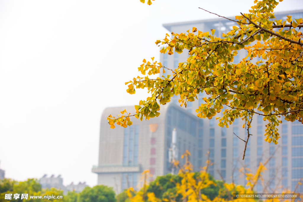 泰兴银杏真美丽