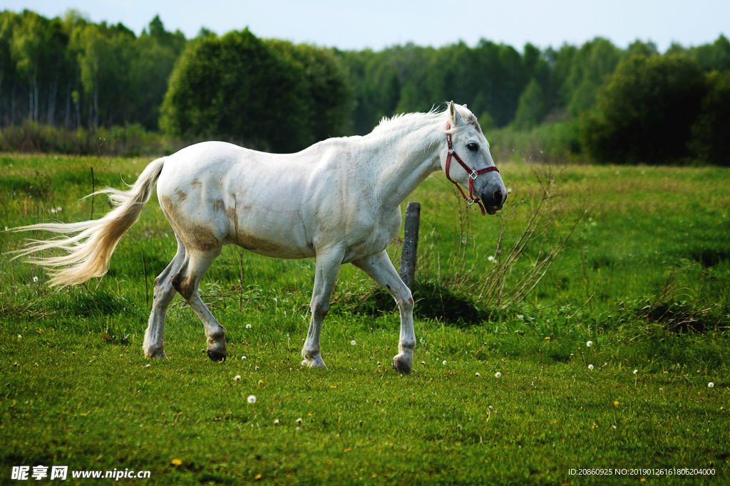 草地上奔跑的马图片